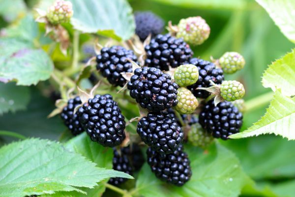 Blackberry Bush Removal in West Des Moines