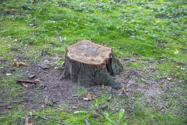 Bush Stump Removal in West Des Moines
