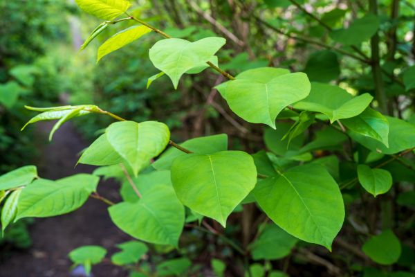 Invasive Plant Removal in West Des Moines