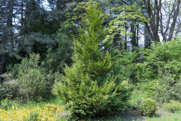 Juniper Pruning in West Des Moines