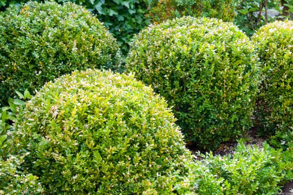 Landscape Trimming Service in West Des Moines