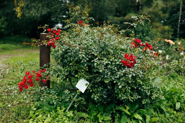 Rose Bush Removal in West Des Moines