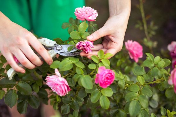 Rose Trimming in West Des Moines