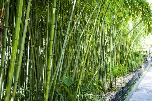Bamboo Root Removal in West Des Moines