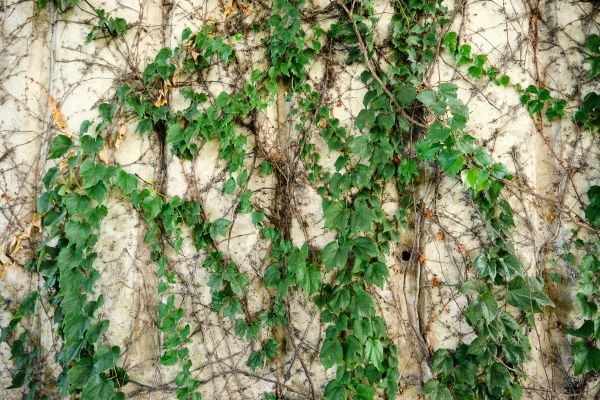 Vine Removal Service in West Des Moines