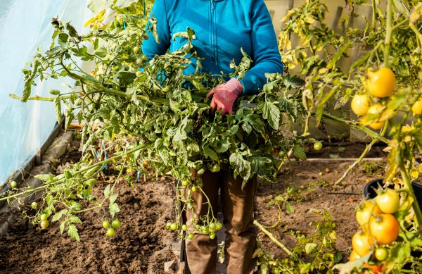 Garden Plant Removal in West Des Moines