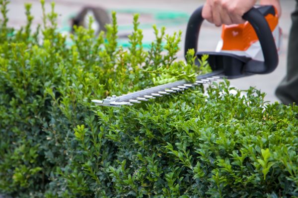 Hedge Shearing in West Des Moines