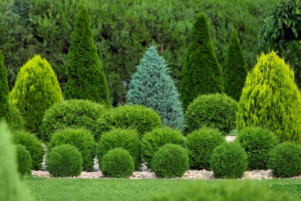 Shrub Shaping in West Des Moines