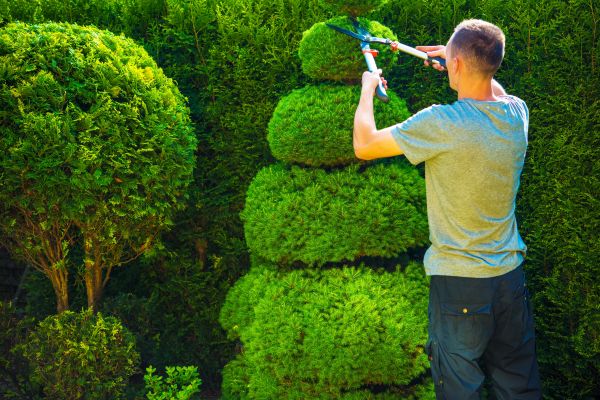 Topiary Shaping in West Des Moines