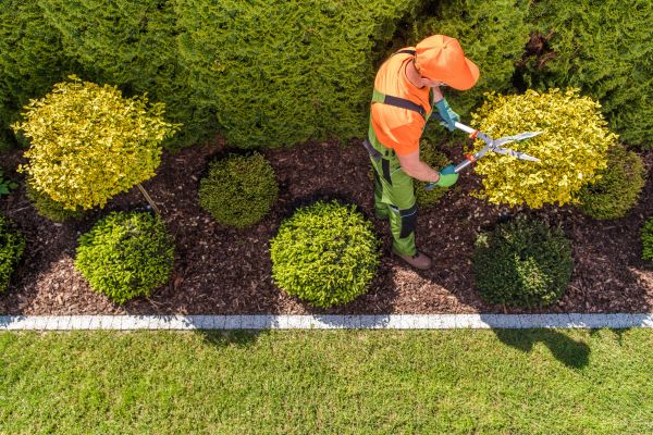 Topiary Trimming in West Des Moines
