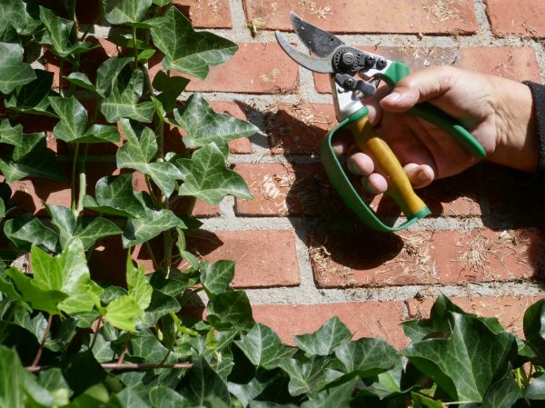 Ivy Removal Service in West Des Moines