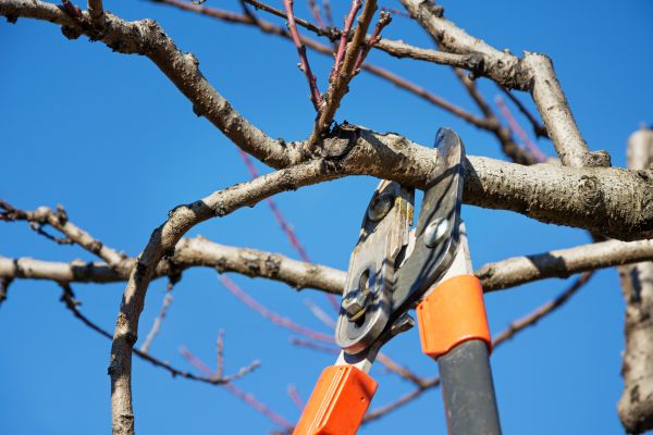 Selective Pruning in West Des Moines