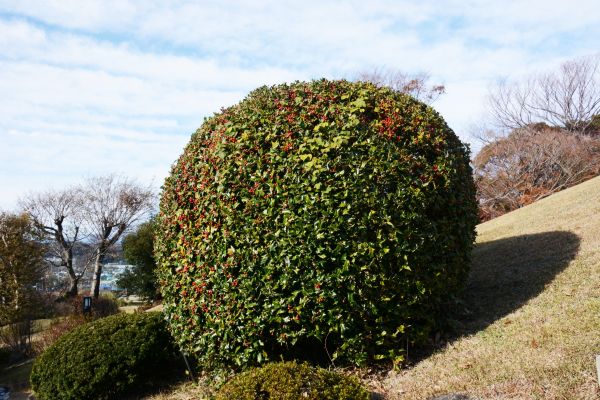 Holly Trimming in West Des Moines