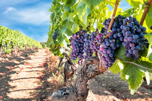 Grapevine Pruning in West Des Moines