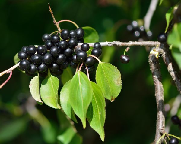 Buckthorn Removal in West Des Moines