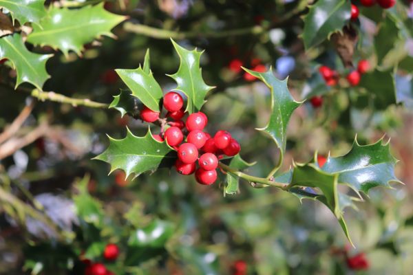 Holly Tree Trimming in West Des Moines