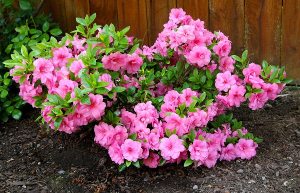 Azaleas Removal in West Des Moines