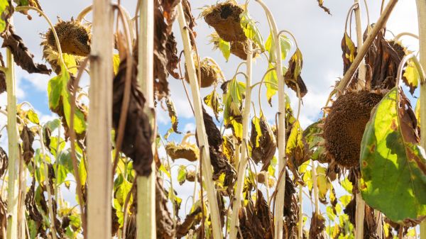 Dead Plant Removal in West Des Moines