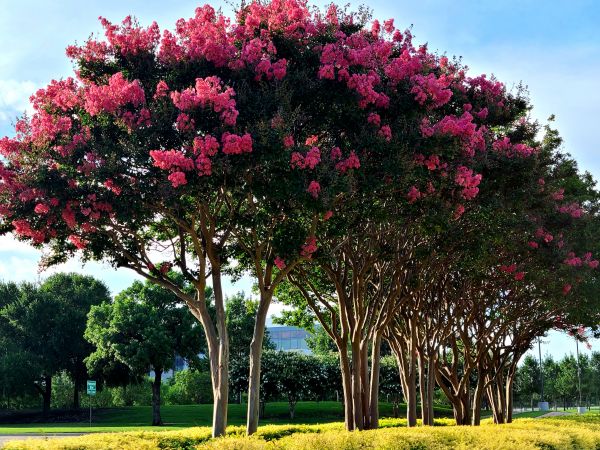 Crepe Myrtle Pruning in West Des Moines