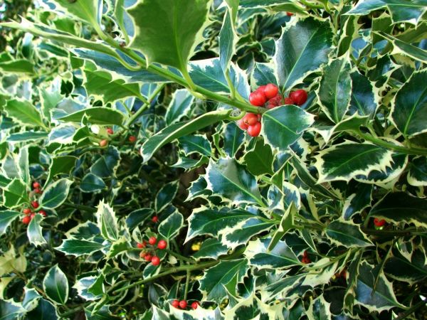 Holly Bushes Trimming in West Des Moines