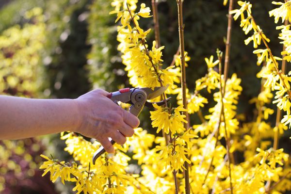 Forsythia Pruning in West Des Moines
