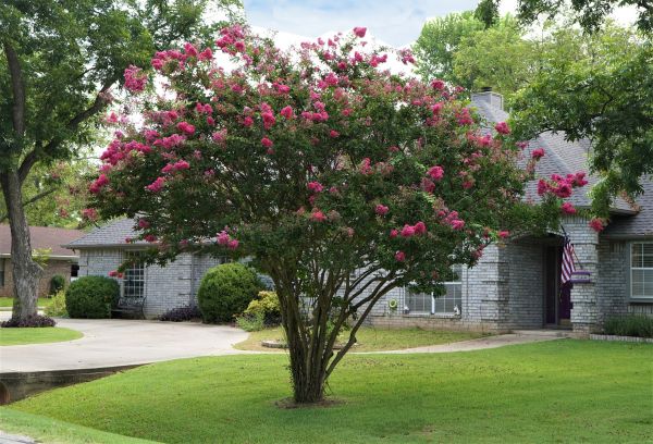 Crepe Myrtle Trimming in West Des Moines