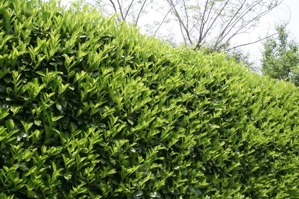 Laurel Shrub Removal in West Des Moines