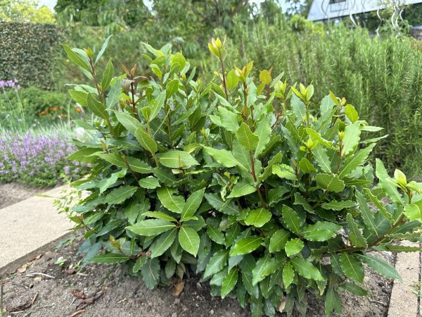 Laurel Hedge Removal in West Des Moines