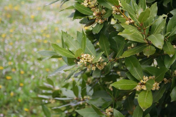 Laurel Trimming in West Des Moines