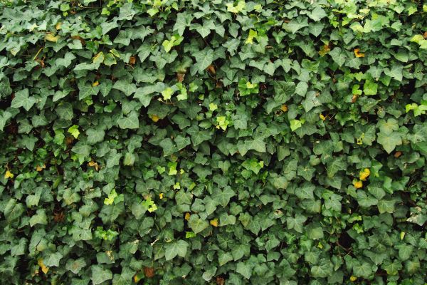 Ivy Pruning service in West Des Moines