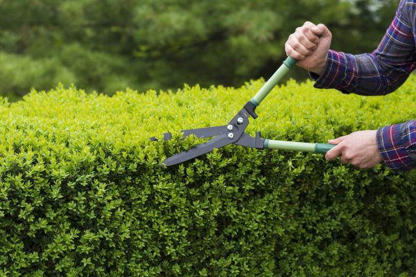 Evergreen Shrub Pruning in West Des Moines