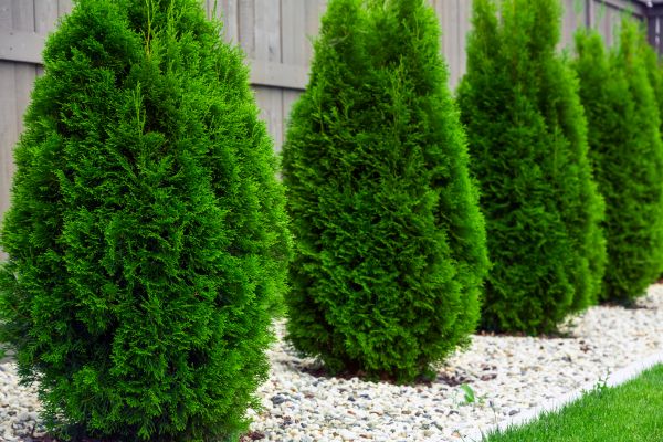 Arborvitae Shaping in West Des Moines