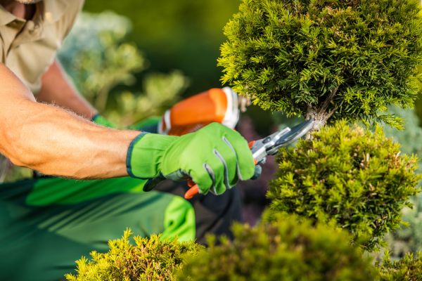Landscape Pruning Service in West Des Moines