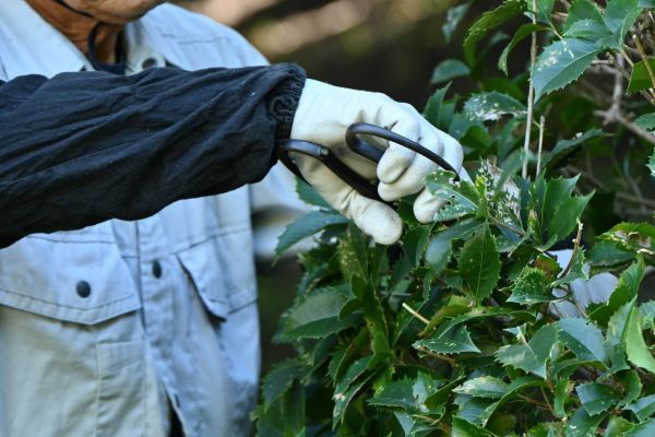 Holly Pruning in West Des Moines
