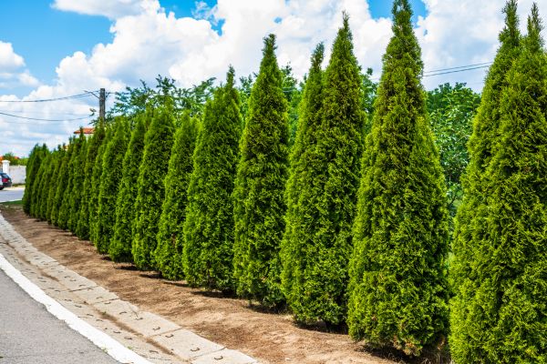 Arborvitae Shearing in West Des Moines