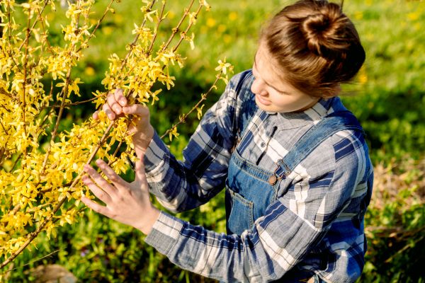 Forsythia Trimming in West Des Moines
