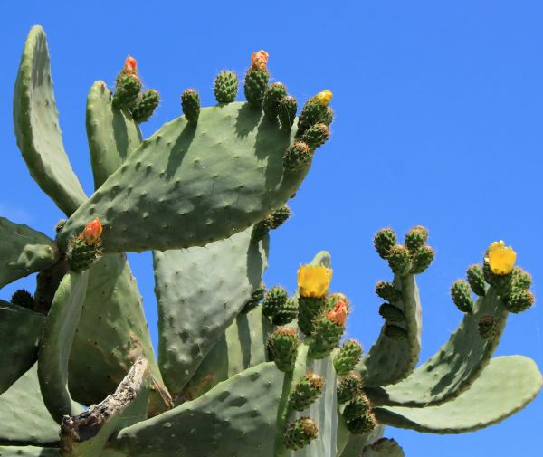 Cactus Removal in West Des Moines