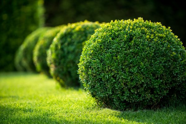 Boxwood Shaping in West Des Moines