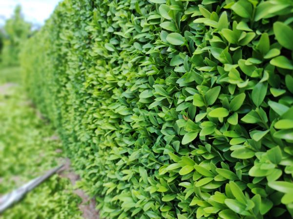 Boxwood Pruning in West Des Moines
