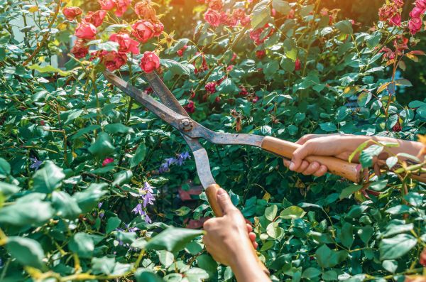 Knockout Roses Pruning in West Des Moines
