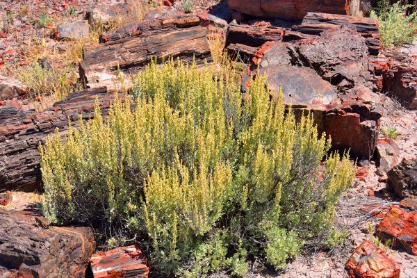 Sagebrush Removal in West Des Moines