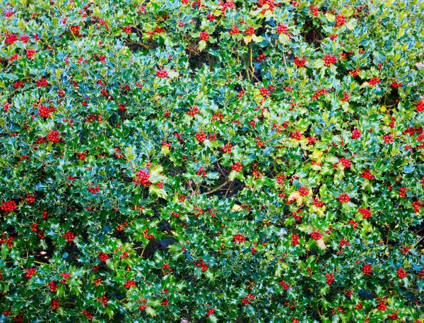 Holly Bush Removal in West Des Moines