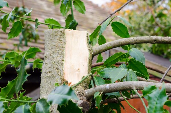 Holly Tree Removal in West Des Moines