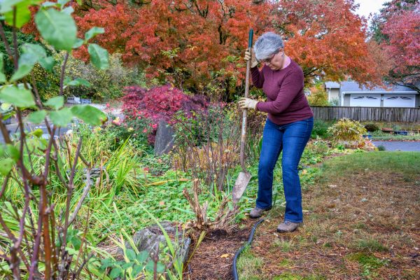 Dead Bush Removal in West Des Moines