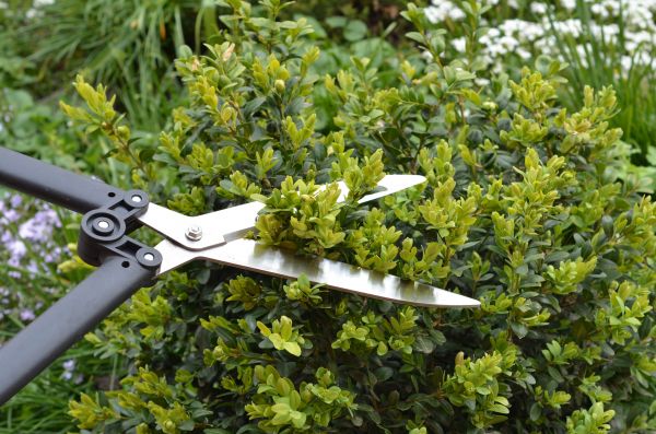 Boxwood Trimming in West Des Moines