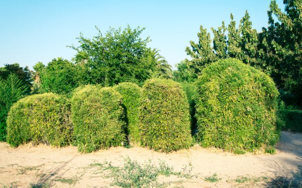 Bamboo Hedge Removal in West Des Moines