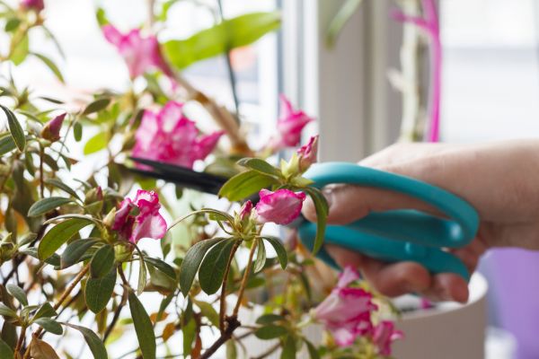 Azalea Pruning in West Des Moines
