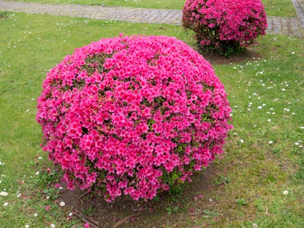 Rhododendron Pruning in West Des Moines