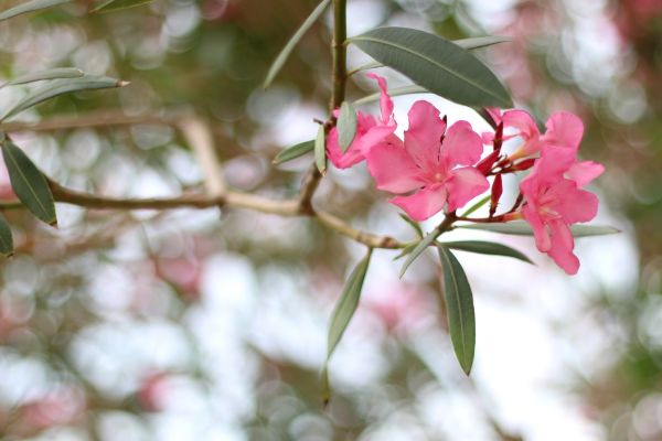 Oleander Removal in West Des Moines