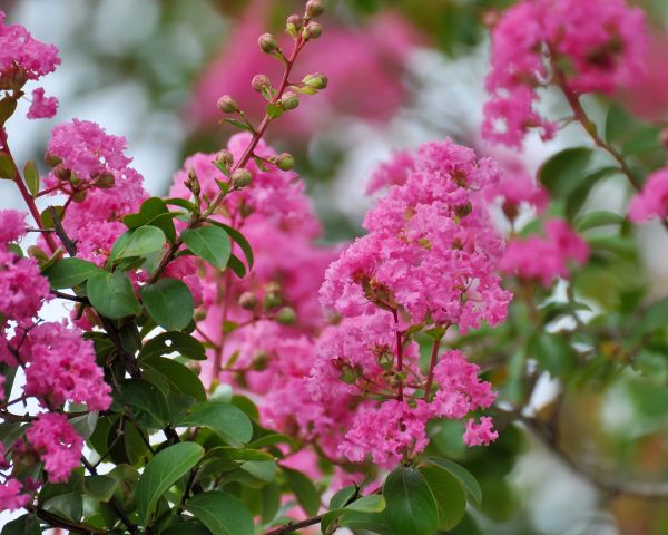 Crepe Myrtle Removal in West Des Moines